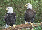 Eagles at Lowcountry Zoo