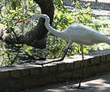White Egret stepping up