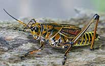 grasshopper at Brookgreen