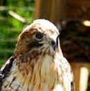 Red tailed Hawk Brookgreen Low Country Zoo