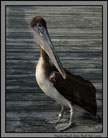 Pelican Myrtle Beach State Park