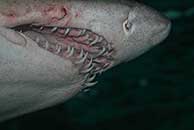 Shark teeth close-up