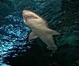Shark in tunnel, Ripley's Aquarium