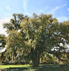 Airloe Oak
