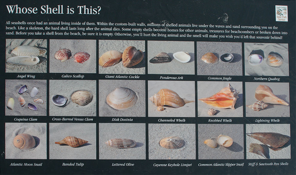 Seashell Hunting at Myrtle Beach, South Carolina USA Today