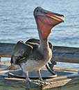 Charley the Pelican at Myrtle Beach State Park Pier